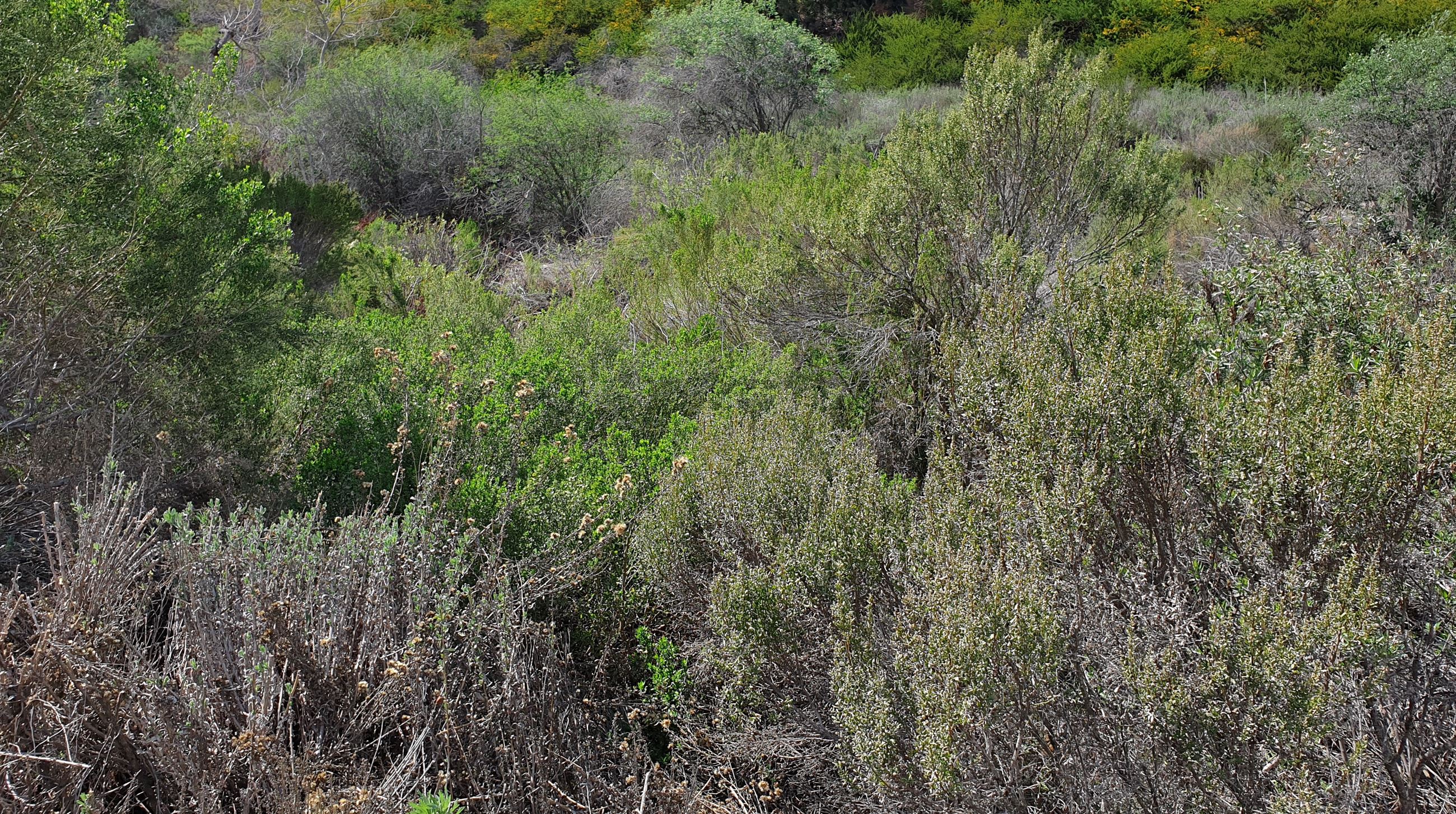 Sulphur Creek Wetland Park Enhancement Area