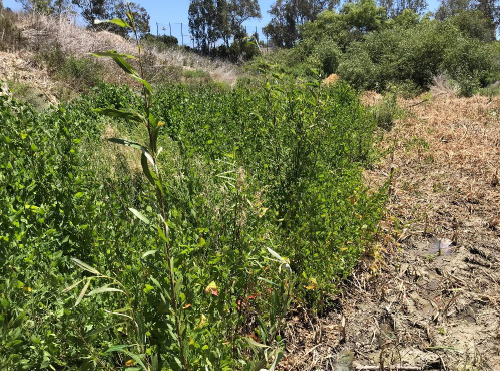 4 Months Later - Mulefat and Willow growing 