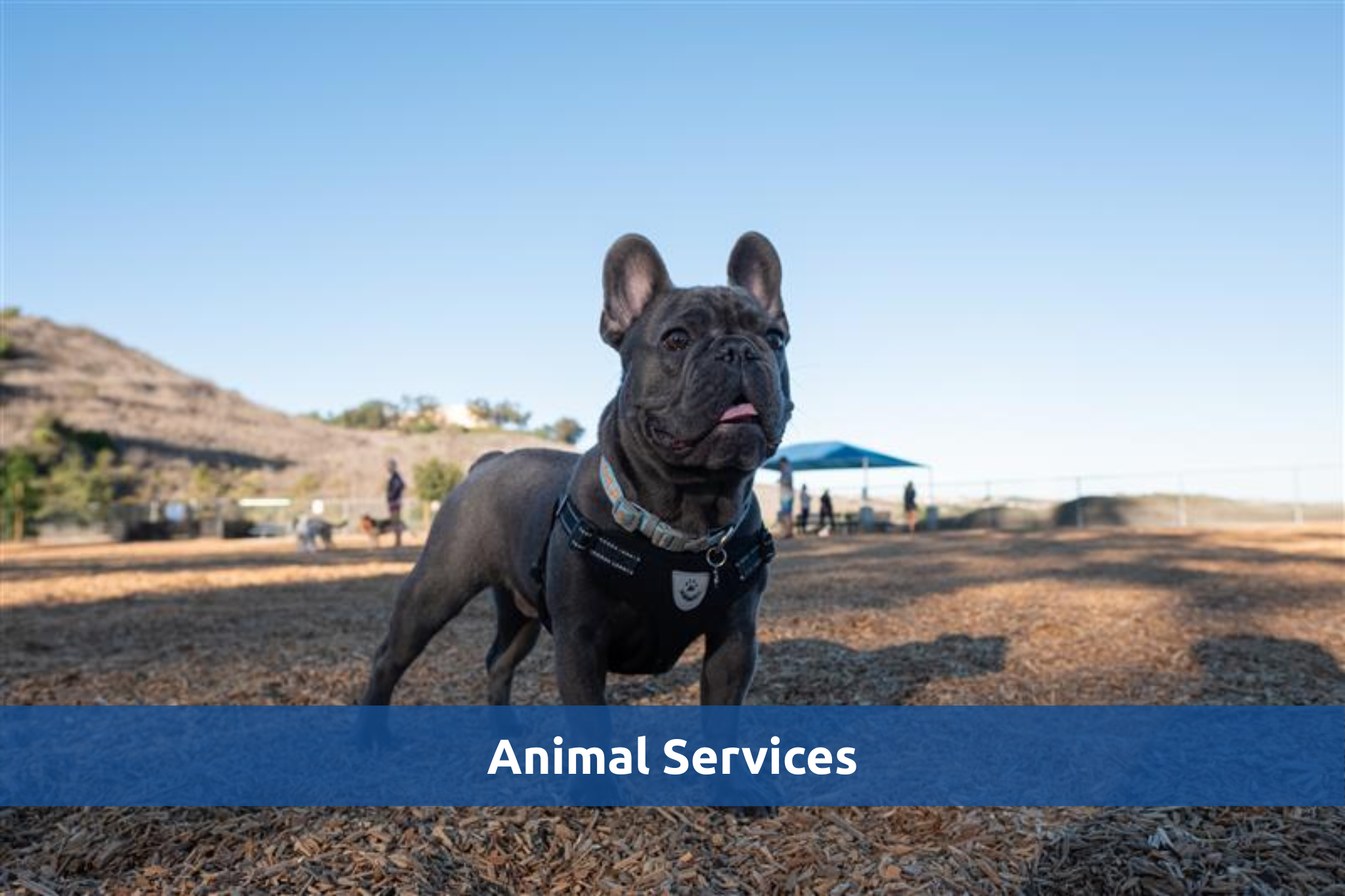 Animal Services_Color