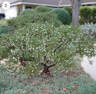 Howard McMinn Manzanita (Arctostaphylos 'Howard McMinn')