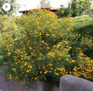 Mountain Marigold (Tagetes lemmonii)