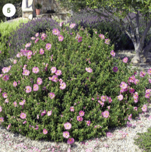 Orchid Rockrose (Cistus x purpureus)