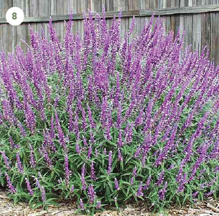 Santa Barbara Mexican Bush Sage (Salvia leucantha 'Santa Barbara')
