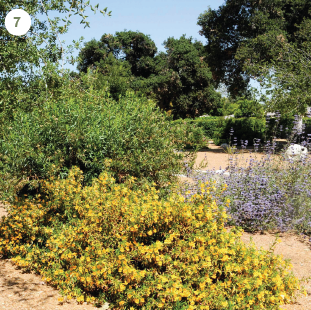 Sticky Monkey Flower (Mimulus aurantiacus)