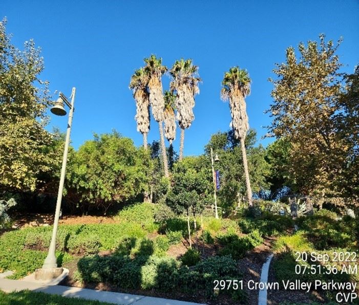 Tree Trimming Before