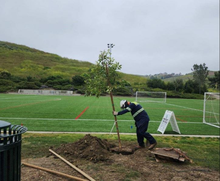 PW planting new tree (1)