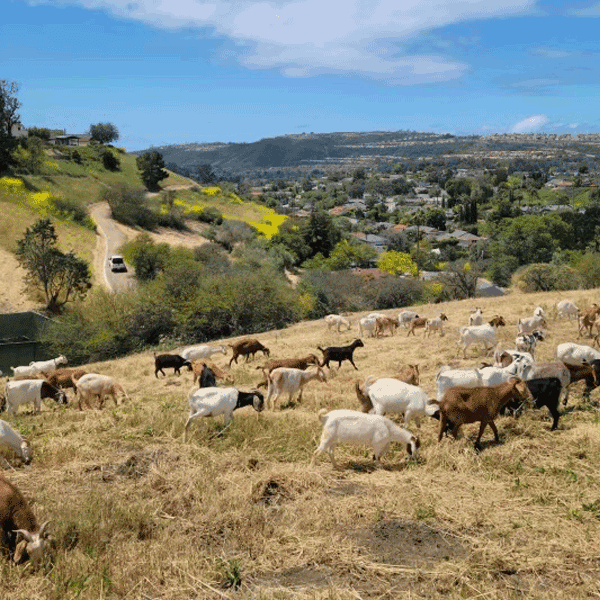 Goats at La Hermosa Open Space