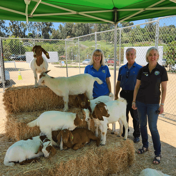 Meet-the-Goats-Event with City Council